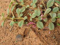 Indigofera flavicans 2fl2-t.JPG